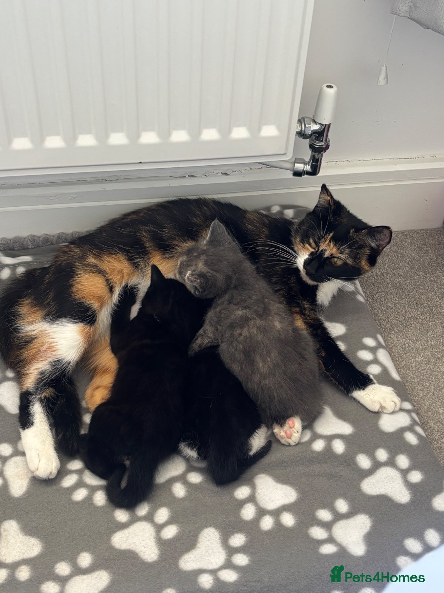 Mixed Breed cats Kittens  - Advert 1