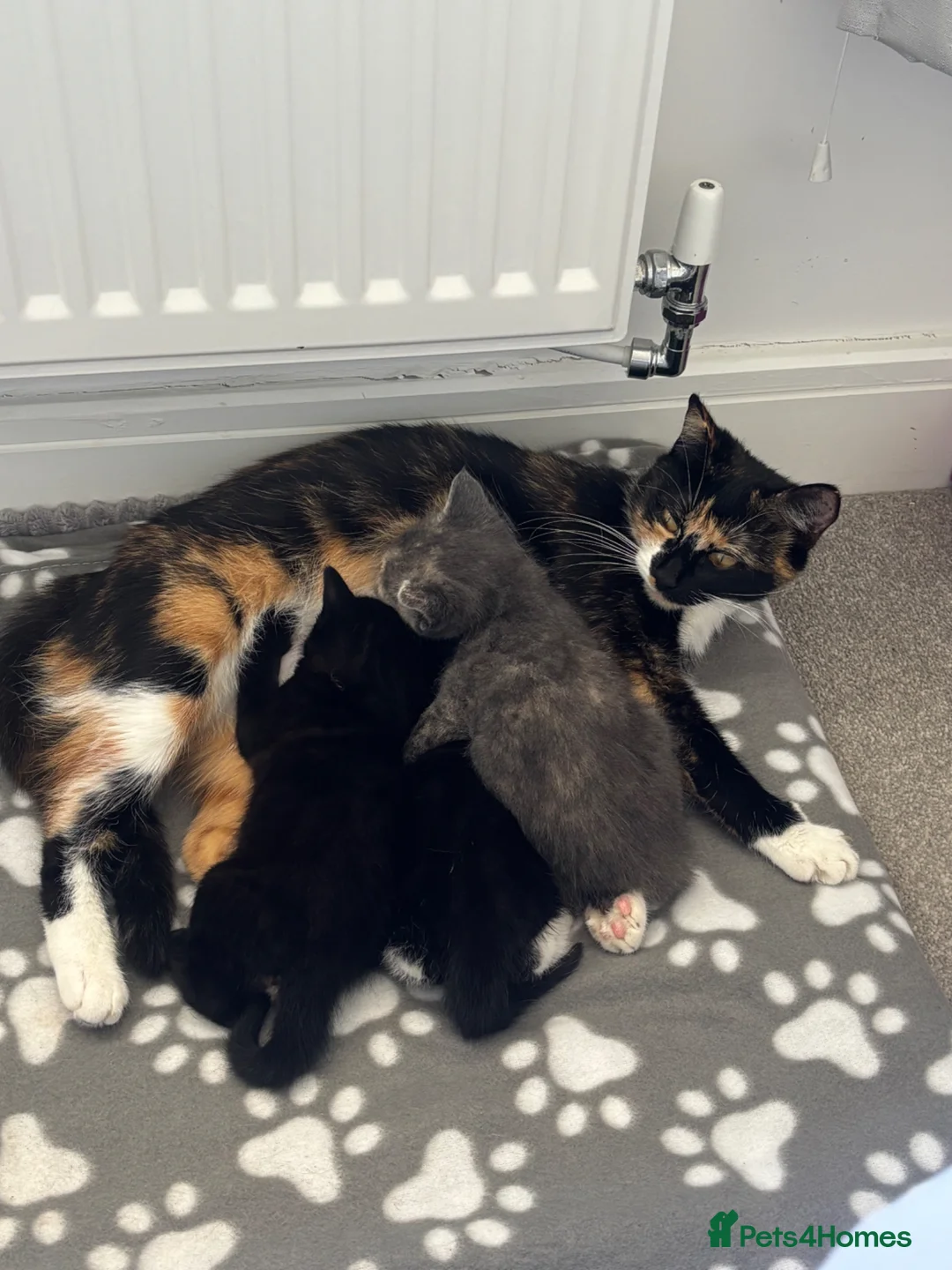Mixed Breed cats for sale: Kittens  in Herne Bay - Advert 1