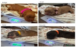 Cocker Spaniel dogs for sale: Show cocker spaniel pups ready 4th November  - Image 33