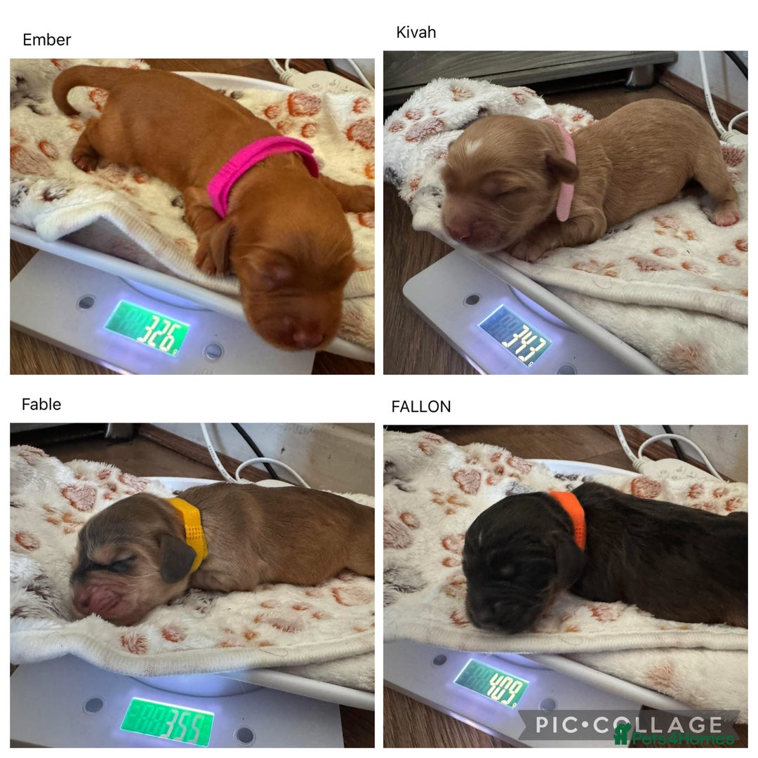 Cocker Spaniel dogs for sale: Show cocker spaniel pups ready 4th November  - Image 33