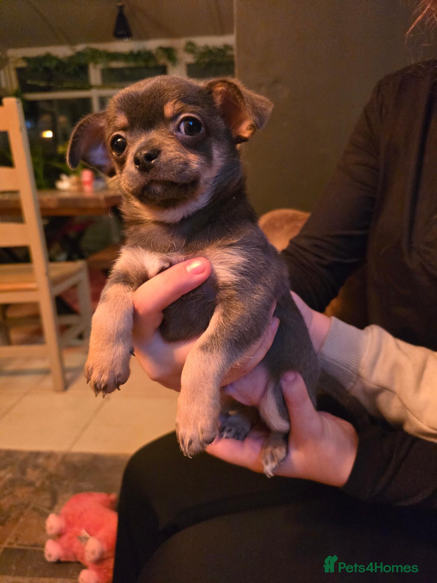 Chihuahua dogs Come View today!! Ready To Go! Chihuahua pups! - Advert 2