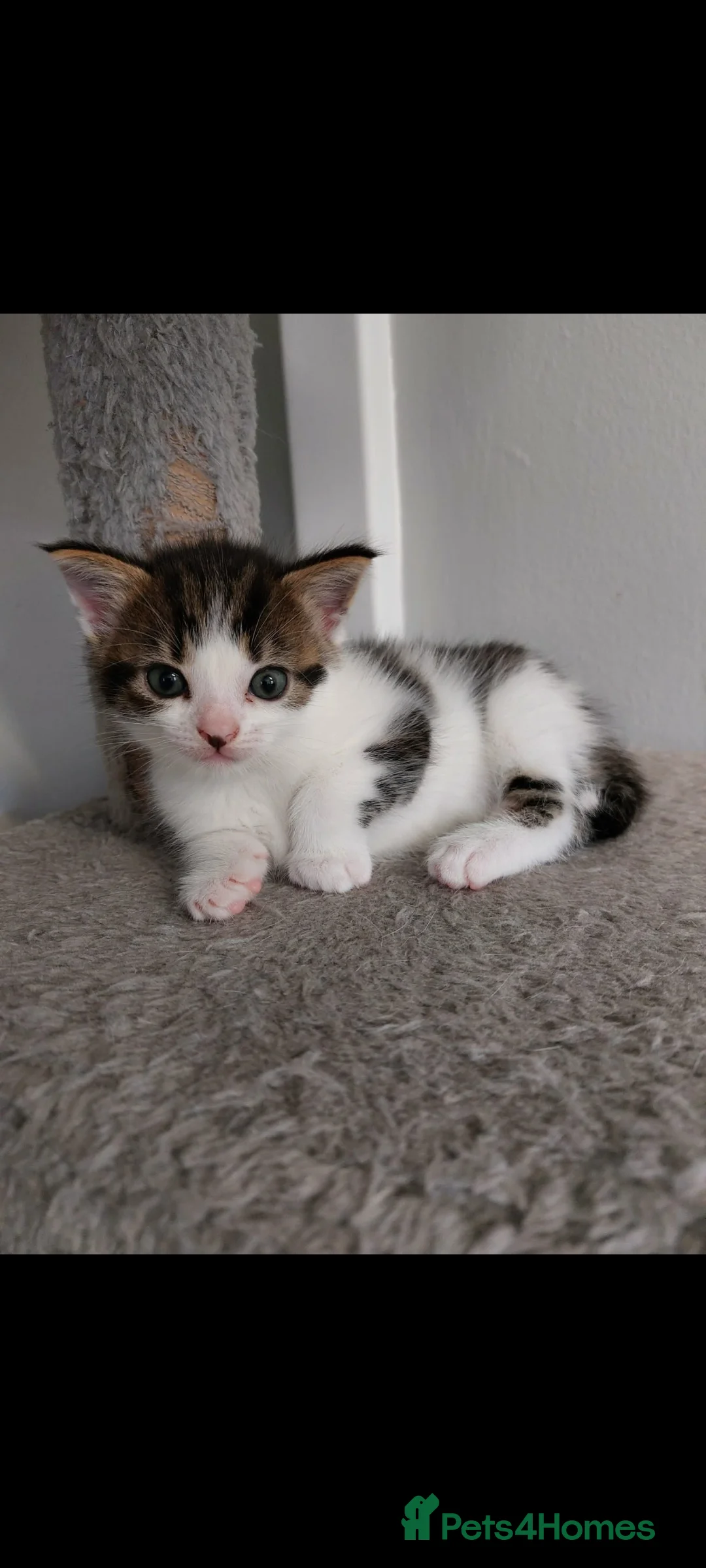 Mixed Breed cats for sale: 2 beautiful mixed kittens for sale  - Advert 1