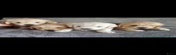 Golden Retriever dogs for stud: Golden retriever stud proven  - Advert 29