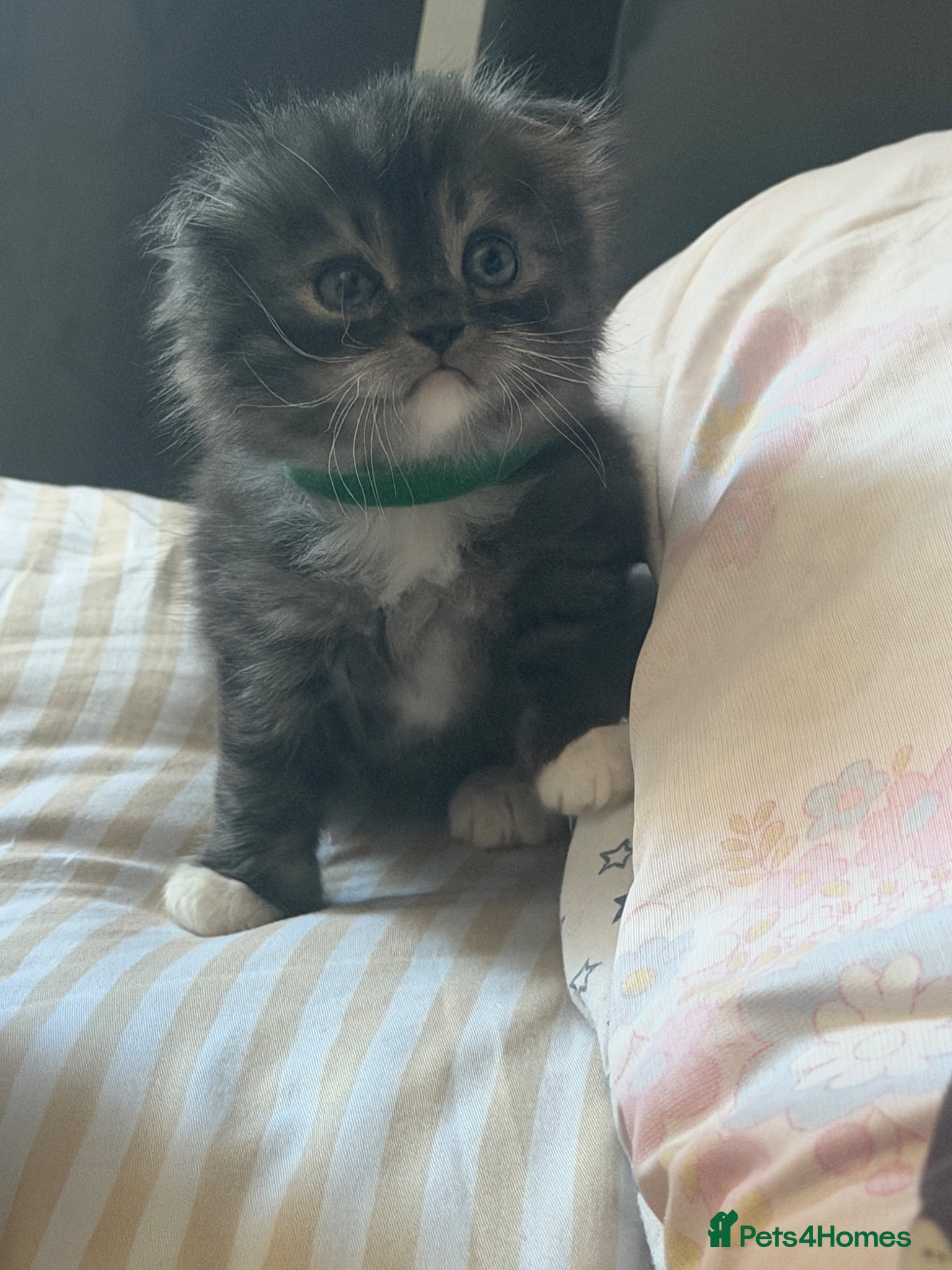 Mixed Breed cats British Shorthair and Scottish Fold kittens - Advert 2