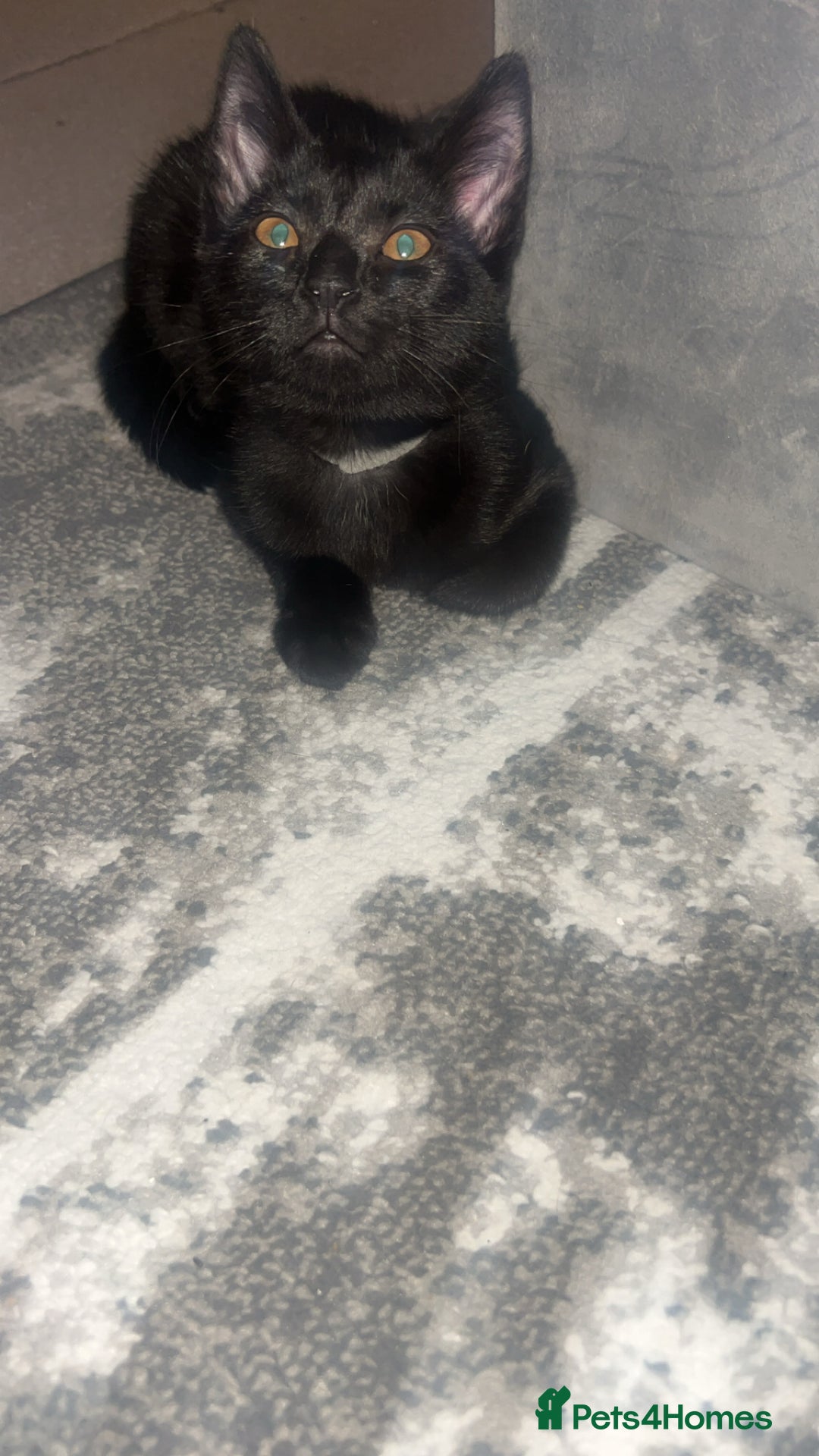 Siberian cats for sale: Siberian x Chartreux - Advert 4