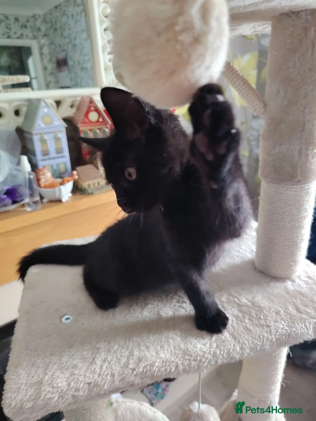 British Shorthair cats for sale: Beautiful kitten s - Advert 9