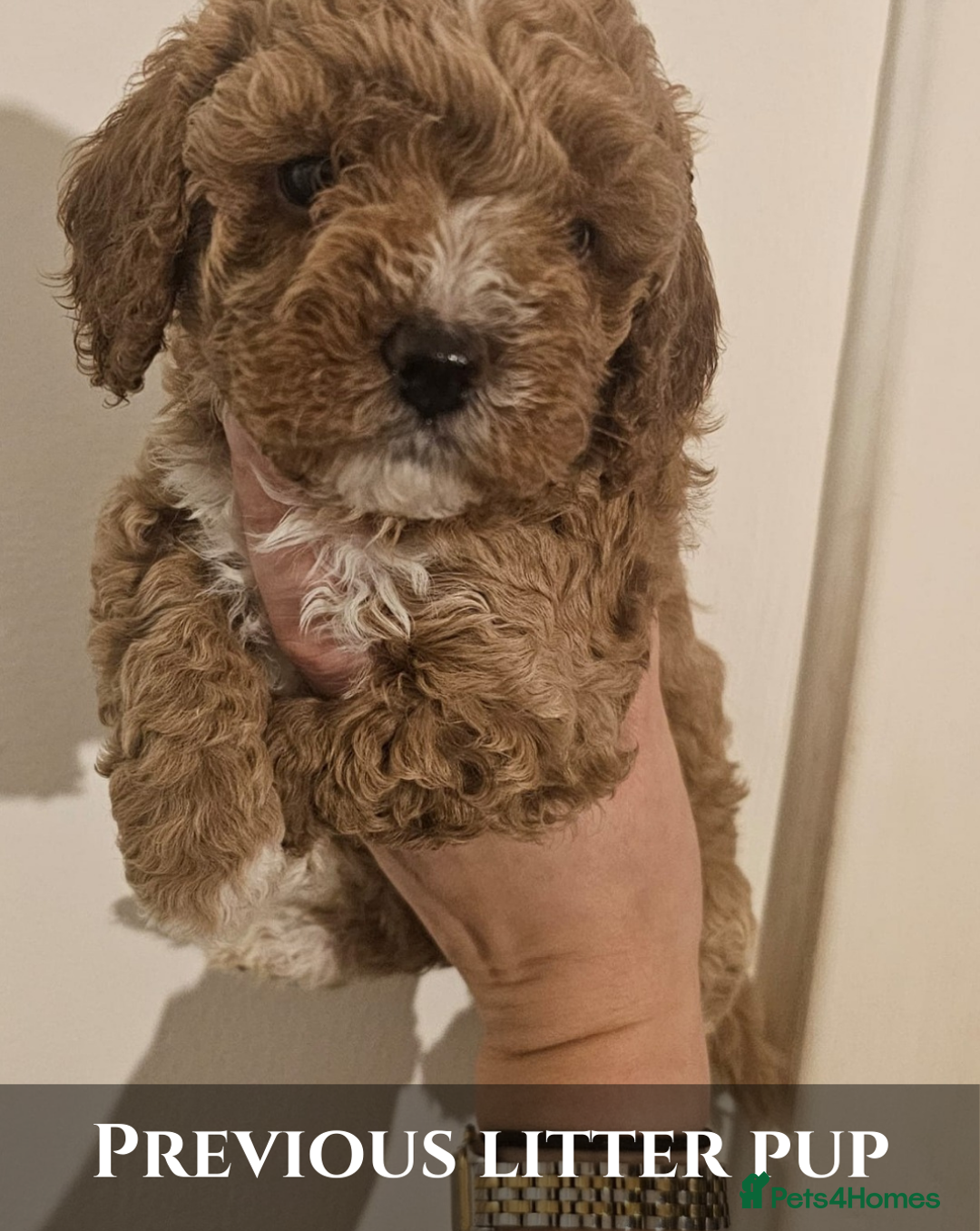 Cavapoo dogs for sale: 5 Beautiful Deep Red Cavapoo Pups - Advert 7