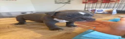 American Bully dogs for sale: 2 LEFT Pocket bully  - Advert 4