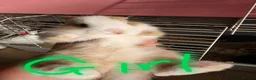 French Lop rabbits for sale: Baby French lops for sale - Advert 9