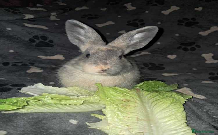 Harlequin rabbits - Advert 16