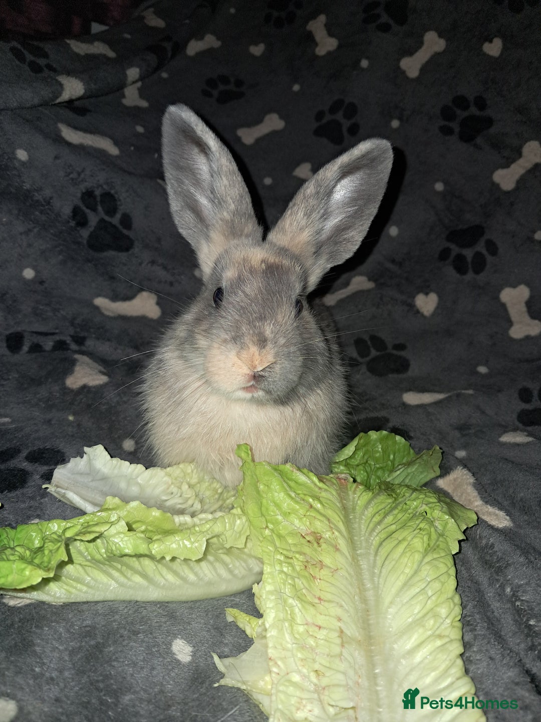 Harlequin rabbits for sale: Harlequin Rabbits for sale  - Image 1