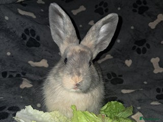 Harlequin rabbits for sale - Advert 1