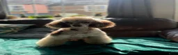 Maltipoo dogs for sale: F1B fully vaccinated maltipoo puppies - Advert 20
