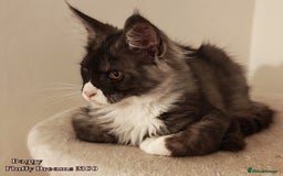 Maine Coon cats for sale: x2 Fluffy Boys from Fluffy Dreams MCO - Image 5
