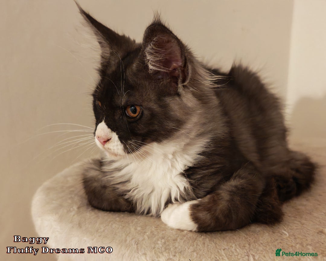 Maine Coon cats for sale: x2 Fluffy Boys from Fluffy Dreams MCO - Image 5