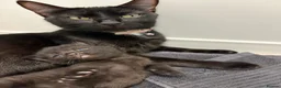 Domestic Shorthair cats for sale: 4 adorable kittens looking for new homes - Advert 13