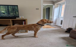 Goldador dogs for sale: Beautiful Goldador girl looking for forever home  - Advert 7