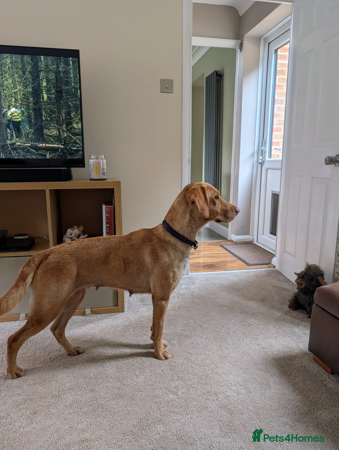 Goldador dogs for sale: Beautiful Goldador girl looking for forever home  - Advert 7