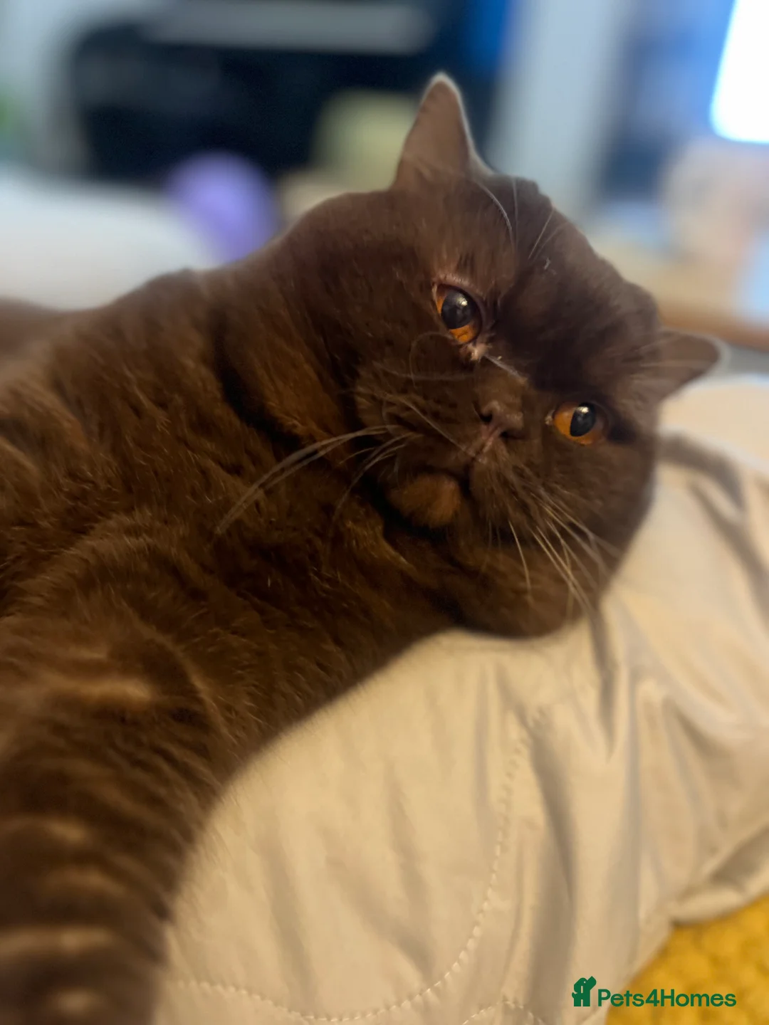 British Shorthair cats for sale:  Chocolate British Shorthair Made- GCCF Active - Advert 4