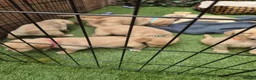 Goldador dogs for sale: Gorgeous F1 Goldador puppies from excellent lines in Kidderminster - Advert 21