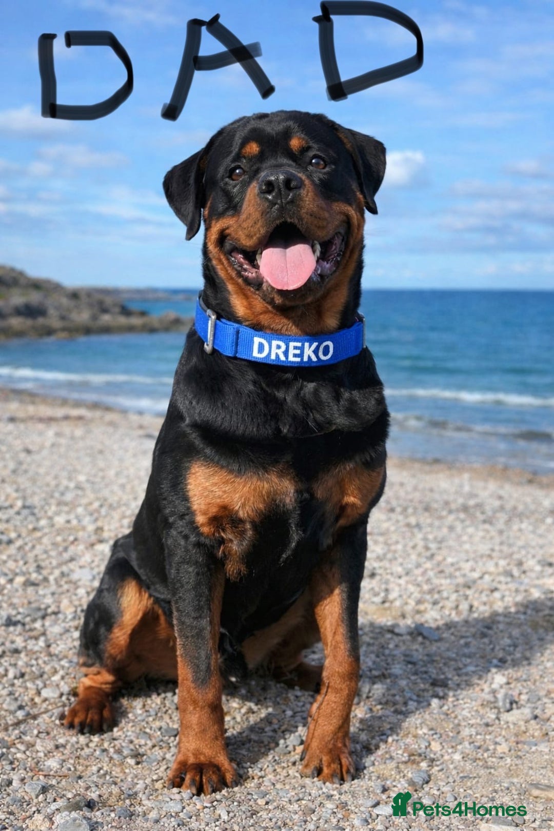 Rottweiler dogs for sale: Rottwieler pups kc registered - Advert 4
