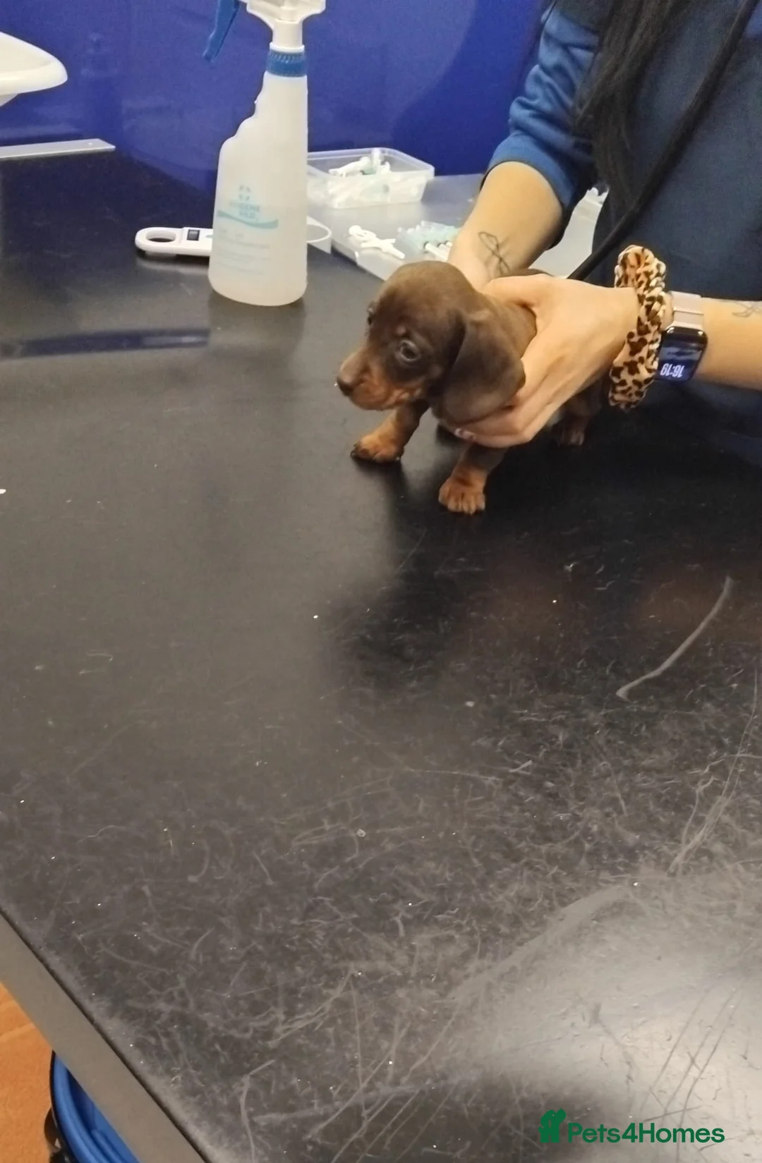 Miniature Dachshund dogs for sale: PRA, STUNNING MINIE'S READY NOW  - Advert 29