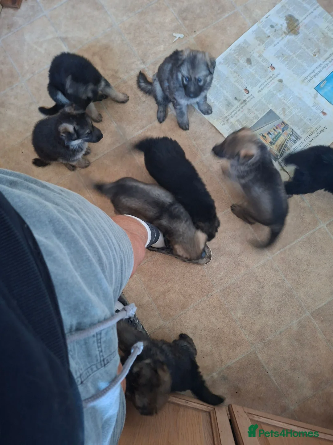 German Shepherd dogs for sale: Beautiful GSD puppies  in Paignton - Advert 2