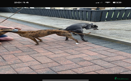 Whippet dogs for sale: Whippet pups - Image 7