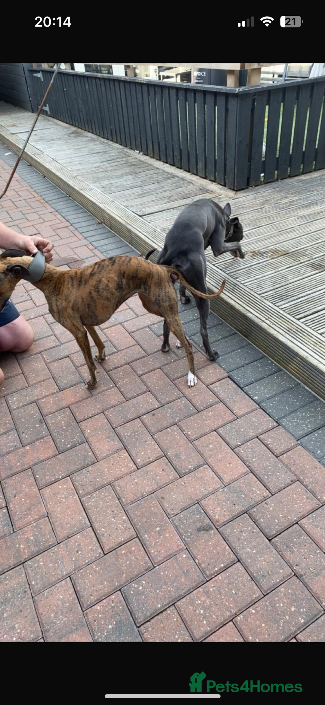 Whippet dogs for sale: Whippet pups - Image 7