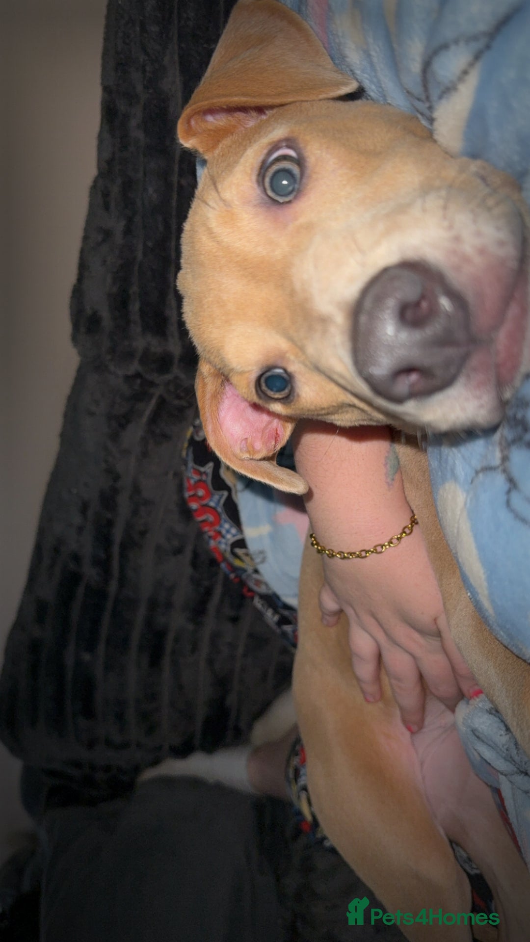 Mixed Breed dogs for sale: Betsy  - Advert 3