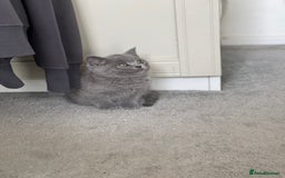 Brazilian Shorthair cats for sale: 🐾 Beautiful British Shorthair Kitten for Sale 🐾 - Image 1