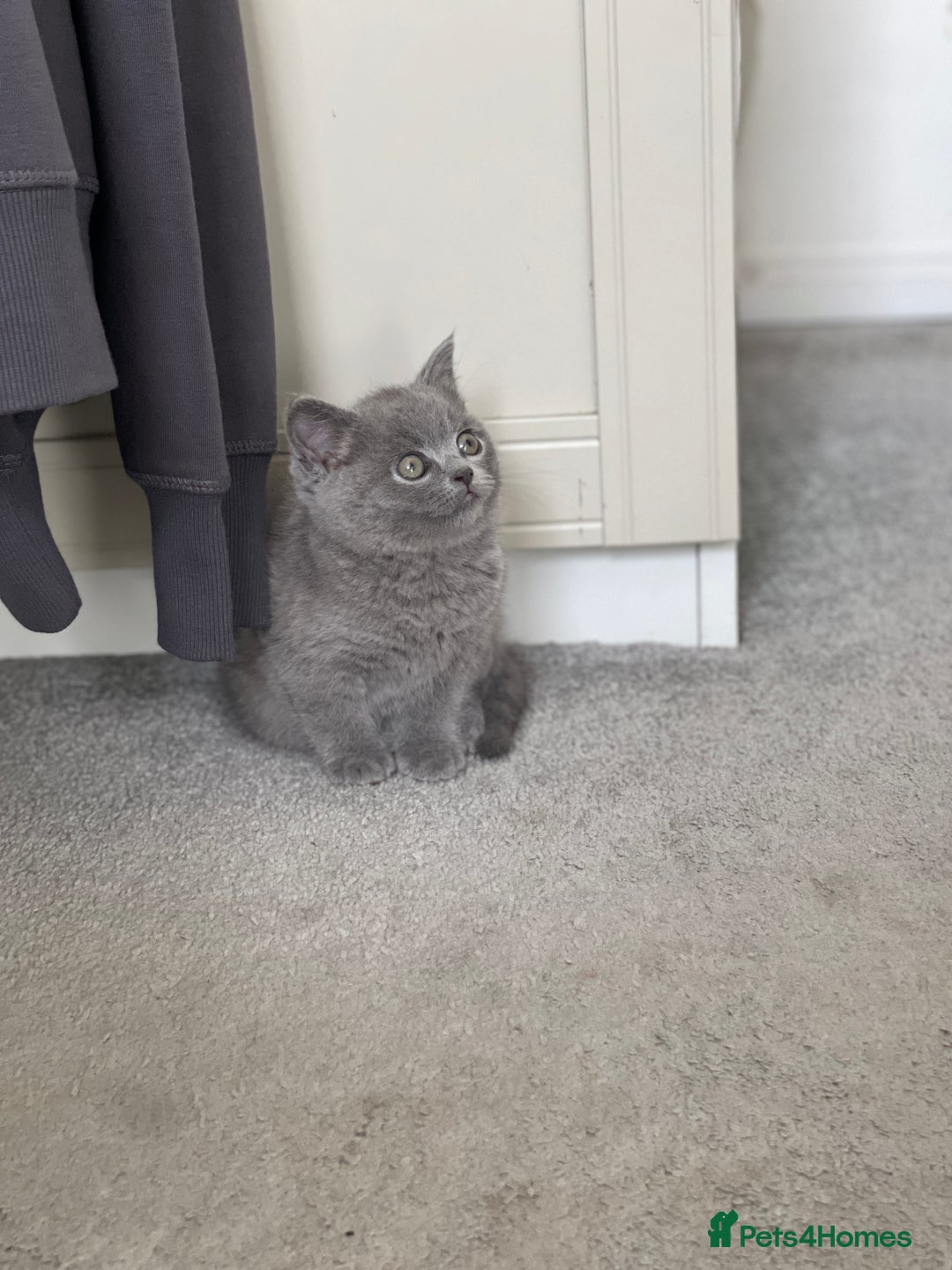 Brazilian Shorthair cats for sale: 🐾 Beautiful British Shorthair Kitten for Sale 🐾 - Image 1