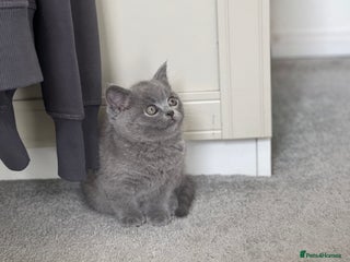 Brazilian Shorthair cats - Advert 2