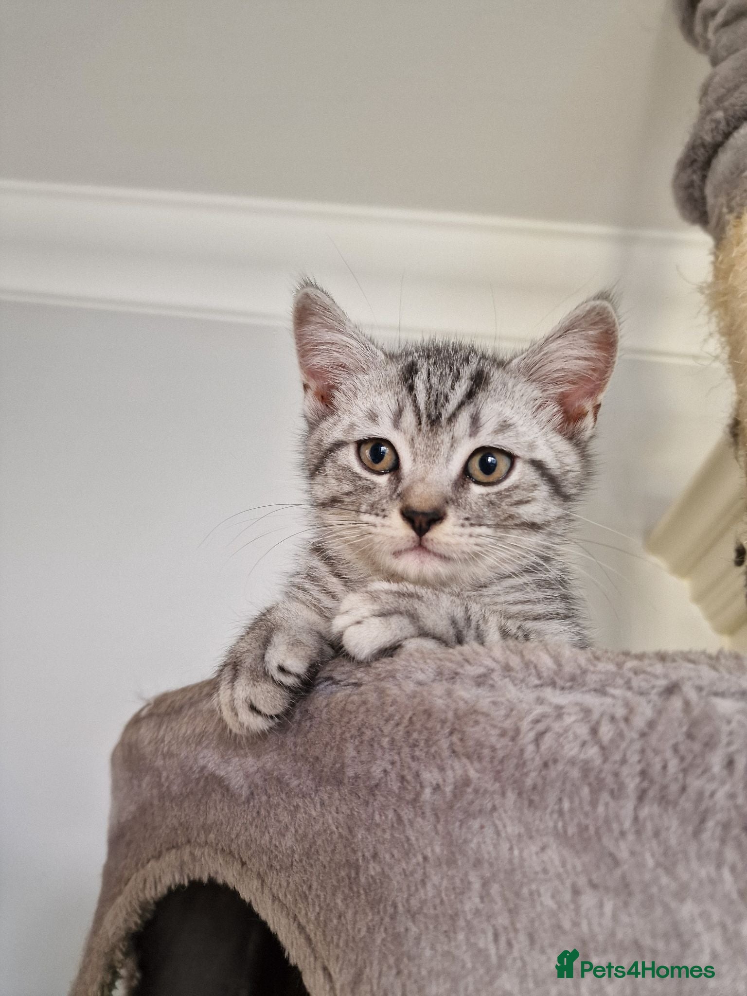 British Shorthair cats 2 Beautiful British Short-hair and X daddy kittens - Advert 1