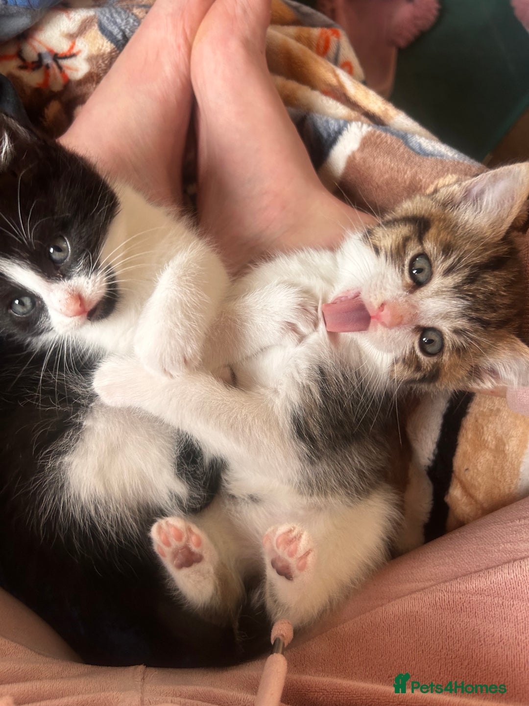 British Shorthair cats for sale: 2 males, 2 females  - Image 5