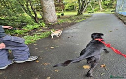 Mixed Breed dogs for adoption:  Yuki- Small joyful boy - Image 6