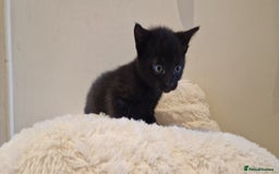 Domestic Shorthair cats for sale: Beautiful cat  - Image 3