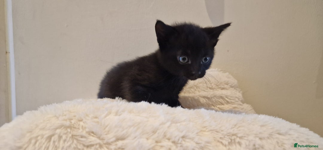 Domestic Shorthair cats for sale: Beautiful cat  - Image 3