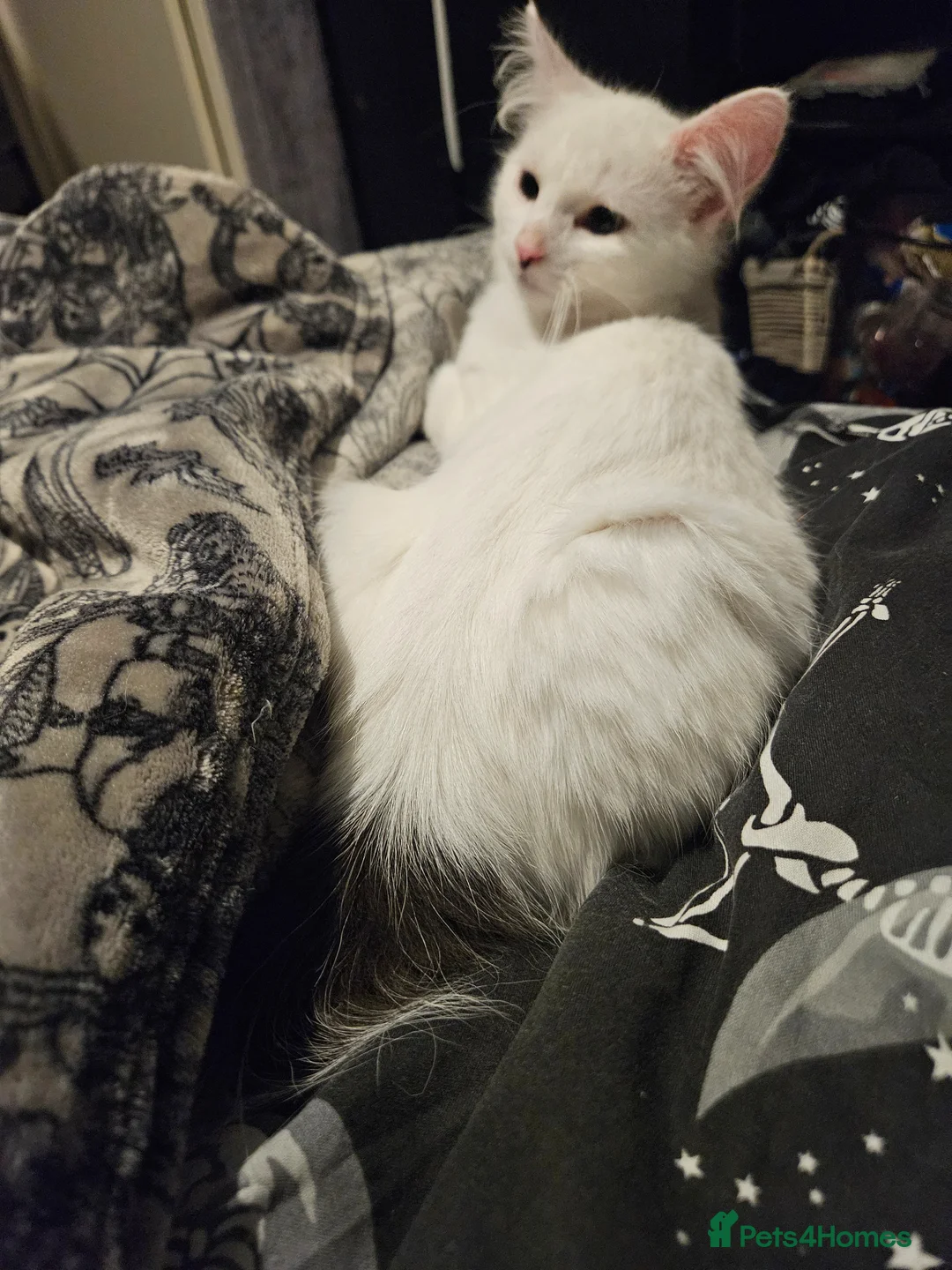 Mixed Breed cats for sale: Two brothers needing a forever home - Advert 6