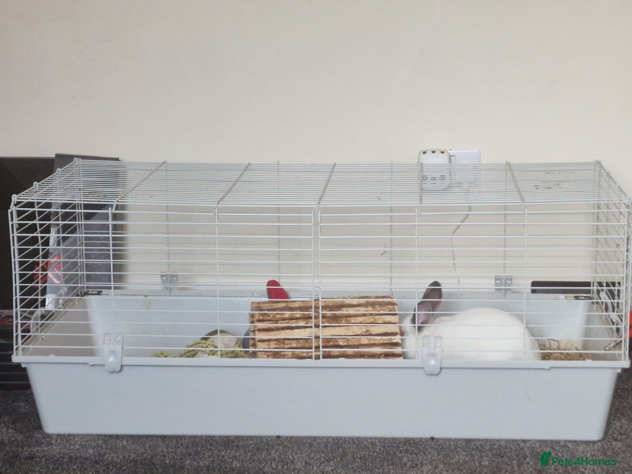 Californian rabbits Rabbit for sale needs gone asap  - Advert 1