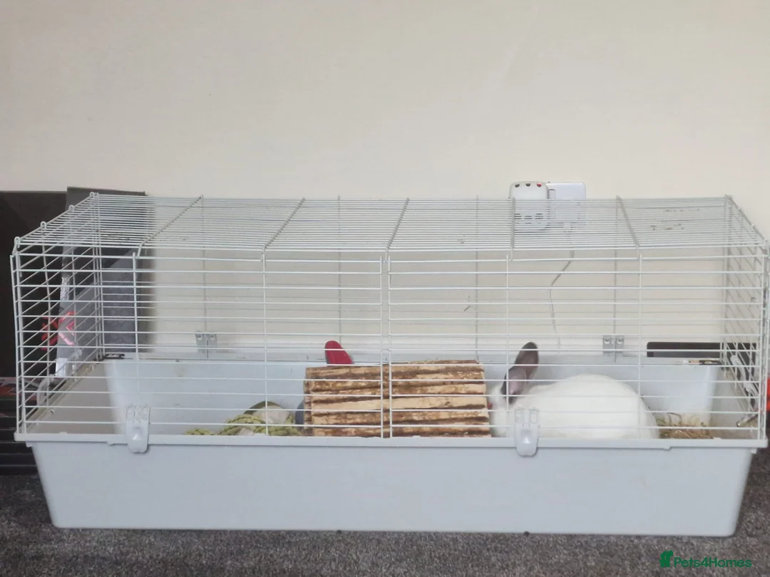 Californian rabbits for sale: Rabbit for sale needs gone asap  in Bishop Auckland - Advert 1