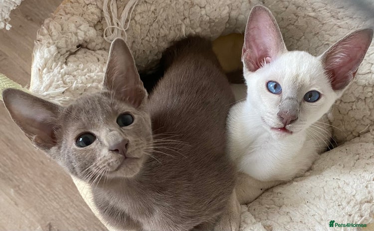 Mixed Breed cats - Advert 1
