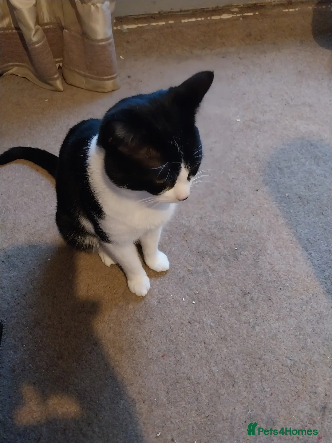 Domestic Shorthair cats for sale: Black and White male cat - Advert 5