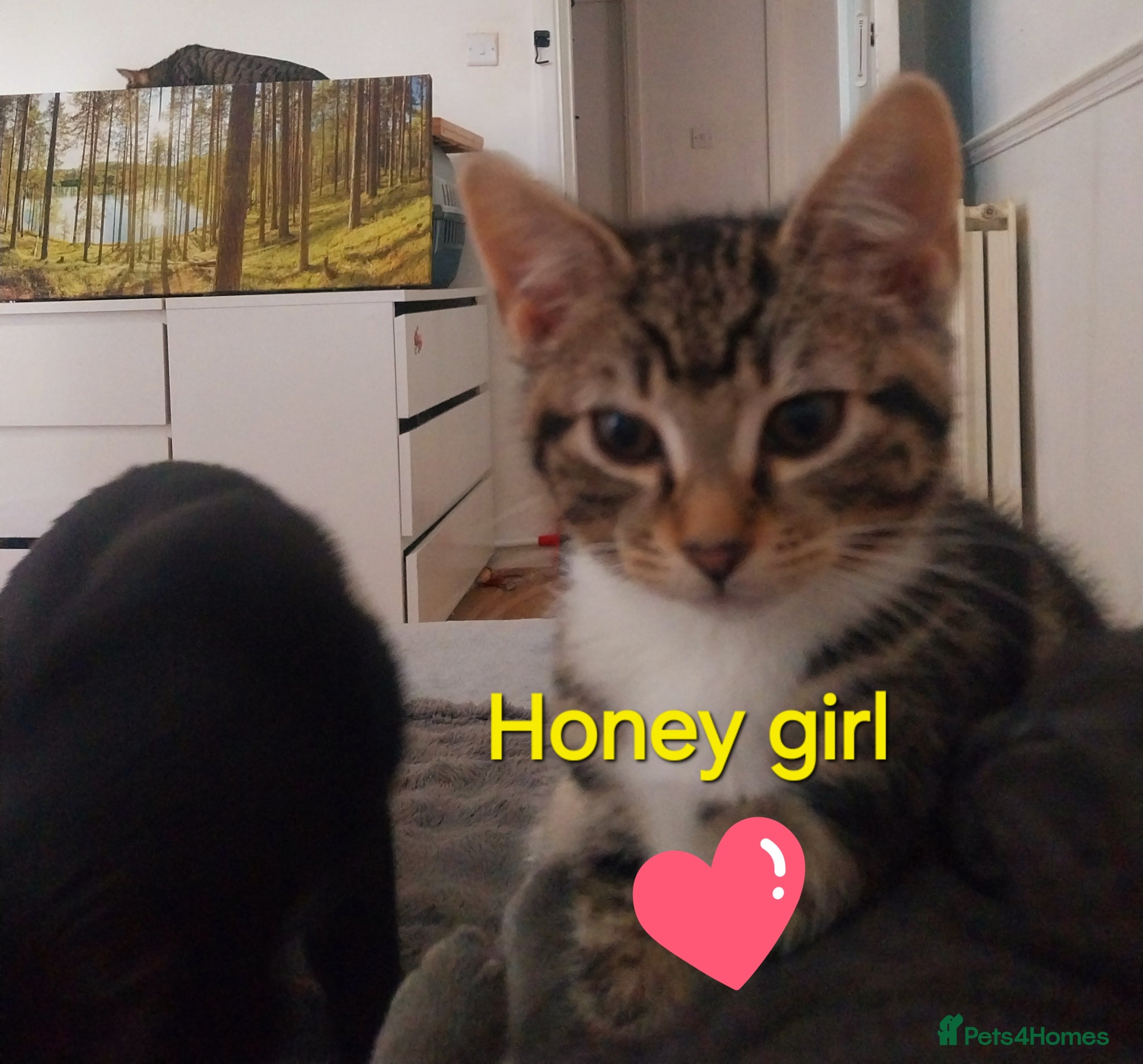 Mixed Breed cats  Sweet girl kitten is looking for loving home  - Advert 1