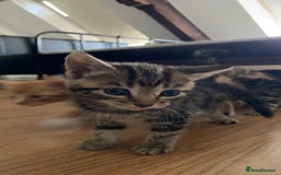 Mixed Breed cats for sale: Gorgeous Kittens - Image 11