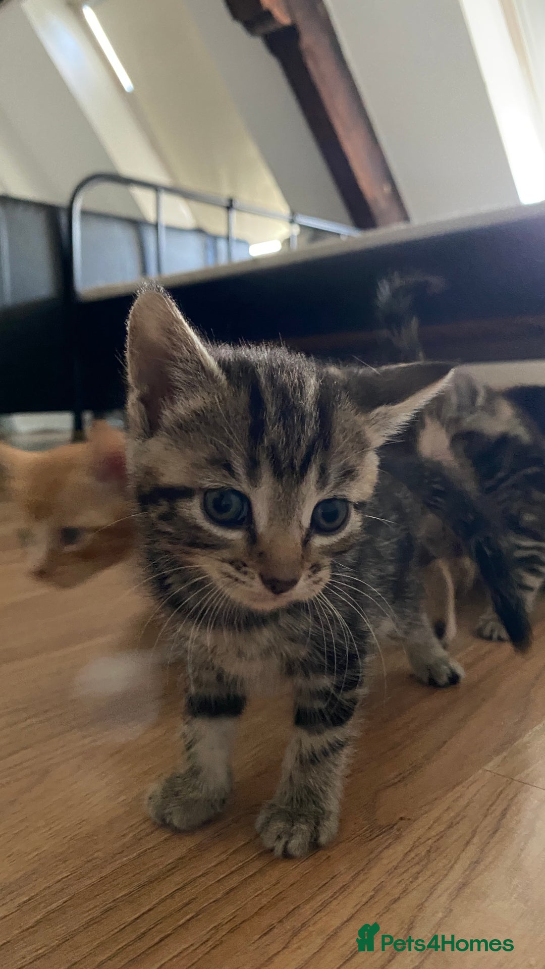 Mixed Breed cats for sale: Gorgeous Kittens - Image 11