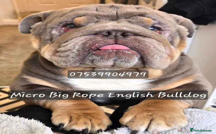 English Bulldog dogs - Advert 12