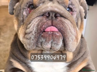 English Bulldog dogs English Bulldog - Advert 9