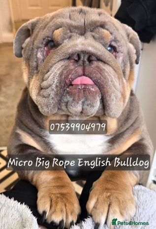 English Bulldog dogs - Advert 12