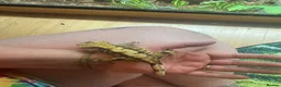 Gecko reptiles for sale: Baby Crested Geckos (ready July)  - Advert 5